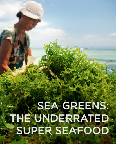 SEA GREENS:<br>THE UNDERRATED<br>SUPER SEAFOOD