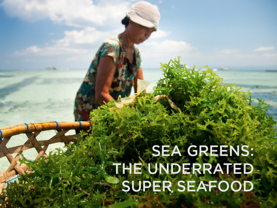 SEA GREENS:<br>THE UNDERRATED<br>SUPER SEAFOOD